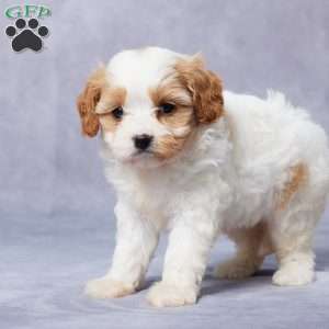 Edie, Cavapoo Puppy